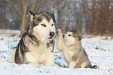 ALASKAN MALAMUTE 324